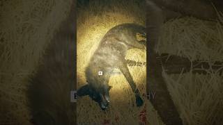 MELANISTIC COYOTE at Night in Call of the Wild thehuntercotw cotwgameplay cotw [upl. by Otaner853]