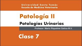 CLASE 7 Enfermedades Sistema Urinario [upl. by Varien]