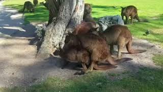 Melbourne trip kangaroo mating [upl. by Tnahsarp]