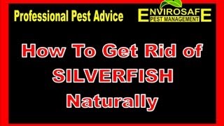 How to get rid of Silverfish fast [upl. by Mehta106]