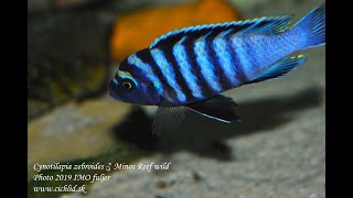 Cynotilapia zebroides Minos Reef [upl. by Esmerolda571]