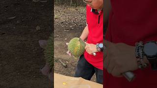 Durian Heaven Durian Cutting Master  Fruit Cutting Skills [upl. by Kired]