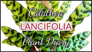 CALATHEA LANCIFOLIA “Rattlesnake” PLANT DIARY  CARE TIPS  Myra Murison [upl. by Hieronymus165]