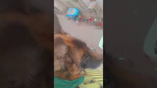 Jack Gali mein dance dykh rahagermansheherd doglover dogowner pets petowner trendingshorts [upl. by Nolie]