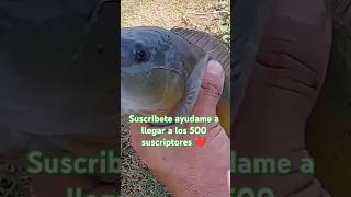 EL PEZ MAS LINDO DEL RIO URUGUAY 🎣suscribete peces [upl. by Anirbas]