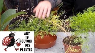 JardinageComment faire lentretien et arrosage des plantes vertes dintérieur [upl. by Cardew]