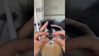 How I taught my dog to let me brush her teeth 🫢 dog pomeranian doggrooming [upl. by Felice432]