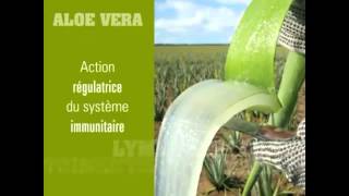 شكل ألوى فيرا Aloe Vera Barbadensis Miller [upl. by Ahsitaf]