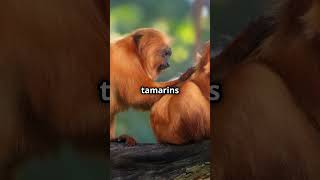 The Red Handed Tamarin Monkey [upl. by Duma]