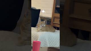 Pochi habla con… un misterio 😺 cat funnycats catlover catvideos pets [upl. by Adlaremse]