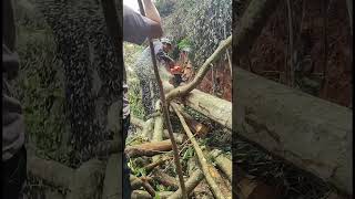 Lumberjack cutting down tree with chainsaw [upl. by Fanny]