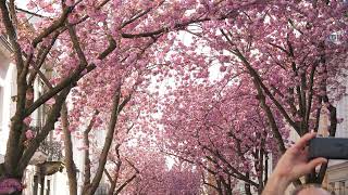 Cherry Blossom 🌸 Relaxing Birdsong amp Flowering Trees  Bird Sounds for Sleeping [upl. by Yalahs]