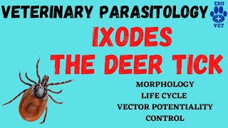 IxodesThe Deer Tick Veterinary Parasitology [upl. by Caroline]