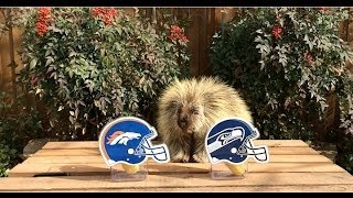 Teddy Bear the Porcupine Predicts the Winner of Super Bowl 48 [upl. by Ayinat]