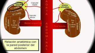 Anatomía y Fisiología Renal UJAT DACS [upl. by Stoeber226]