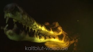 SundaGavial False Gharial Tomistoma Crocodile Buaya [upl. by Philo]