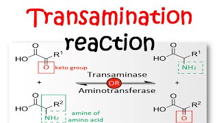 Transamination reaction mechanism [upl. by Leirud]