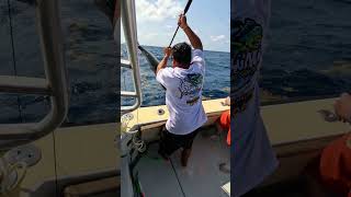 Catching exotic fish in Cancun You wont believe our haul 🐠🎣 ExoticFishing Cancun [upl. by Nylahs]