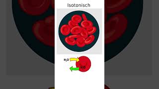 Hypertonisch Isotonisch amp Hypotonisch in 1 Minute erklärt biologie schule osmose [upl. by Enitsed212]