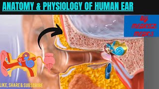 Anatomy amp Physiology of Ear  Working of Human Ear  Medical Animation [upl. by Radec93]