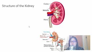 Chap 14 Part 2 Osmoregulation  Cambridge ALevel 9700 Biology [upl. by Dione552]