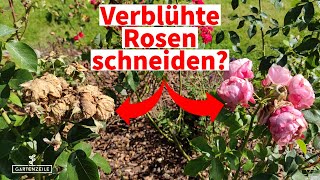 Warum du JETZT unbedingt deine Rosen schneiden solltest Rosen im Sommer schneiden DAS ist wichtig [upl. by Ledua]