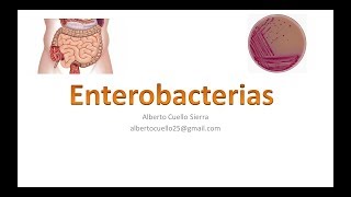 Microbiologia Enterobacterias [upl. by Silletram109]