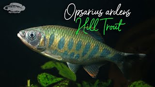 Underwater Biotope Video Opsarius ardens  Western Ghat Hill Trout  aquariumfish [upl. by Ane422]