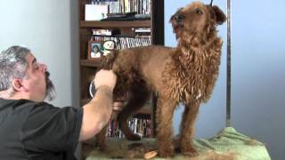 Grooming an Irish Terrier part 3 [upl. by Bove480]