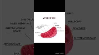 dailyshorts education anatomy biochemistry biology mitochondria structure cellorganelle [upl. by Good]