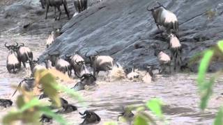 Wildebeests Crossing at the Mara River [upl. by Piper]