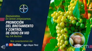 Promoción del brotamiento y control de oidio en vid 2020  Agro Bayer Perú [upl. by Alehc]