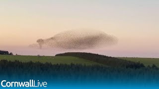 Spectacular murmuration of starlings swoops and swirls over Cornwall [upl. by Aicenav510]