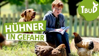 Killerhund Folge 125  Tiere bis unters Dach  SWR Plus [upl. by Mehalek]