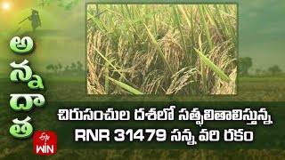 Rnr31479 New Paddy Variety in Minikits Showing Good Results  ETV [upl. by Chita]