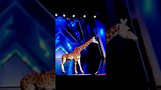 Americas Got Talent Giraffe 🦒 Magic😱😨  Duo SchumacherAGTamericagottalentmagic [upl. by Nednarb]