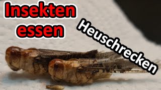 Wir essen Heuschrecken 🦗 Lecker oder megalecker Ob Rico kotzt Insekten essen Teil 3  snackinsects [upl. by Lac]