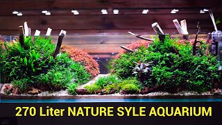 720 Liter Nature Style Aquarium [upl. by Bornstein]