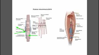 Fuseau neuromusculaire [upl. by Spatola]