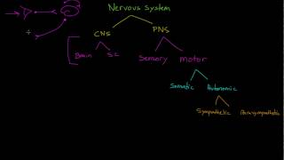 Sensory Neurons Interneurons and Motor Neurons [upl. by Nhtanhoj]