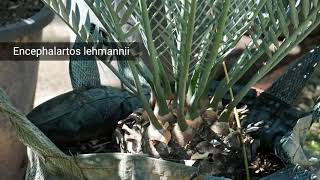 Mengenal tanaman Encephalartos  part 1  lehmanii [upl. by Dnomder]