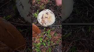 Packwood Mushroom Picking 11342024 [upl. by Jonna]