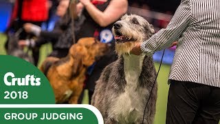 Vulnerable Breeds Competition  Crufts 2018 [upl. by Mellins]