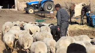 KOYUNCULUK BÖYLE YAPILIRSA ÇOK PARA KAZANIR  EVİMİ TARLAMI BU KOYUNLAR SAYESİNDE ALDIM [upl. by Jonie]