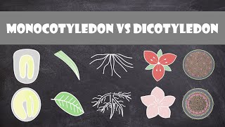 Differences between Monocots and Dicots  Plant Biology [upl. by Moretta764]