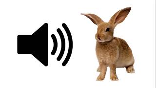 Baby Rabbit  Sound Effect  ProSounds [upl. by Adran]