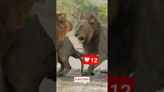 Lion Fight 🦁shortsfeed shorts short lion trending trendingshorts [upl. by Yetah]