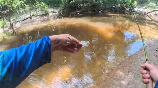 Fly Fishing a Creek in South Mississippi Part 2 [upl. by Adnil]