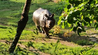 rhinoceros  one horned rhinos  trivandrum zootravel rhinoceros animals [upl. by Ainirtak]