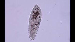 How protozoa looks under a microscope shorts [upl. by Rowley]